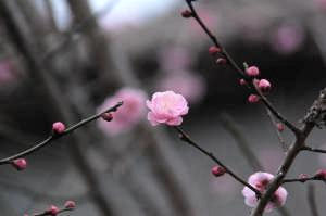 20110220 plum blossom